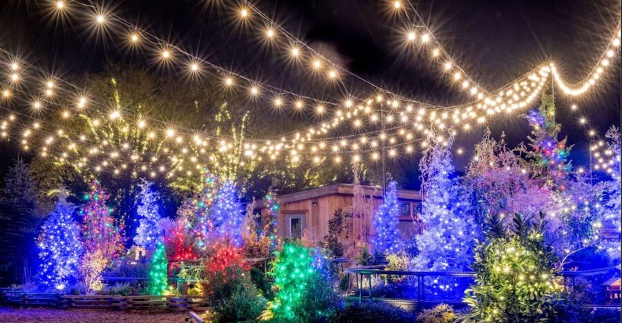 Longwood Gardens Holiday Lights Tour from Philadelphia - Longwood After Dark: Why This Holiday Lights Trip Works From Philly