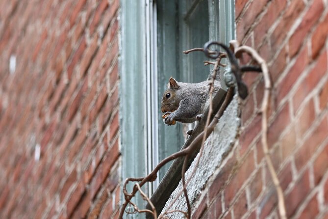 Philadelphia Walking Tour: A Lot of Colonial Nonsense - Start at 522 Arch St, end at the Betsy Ross House area