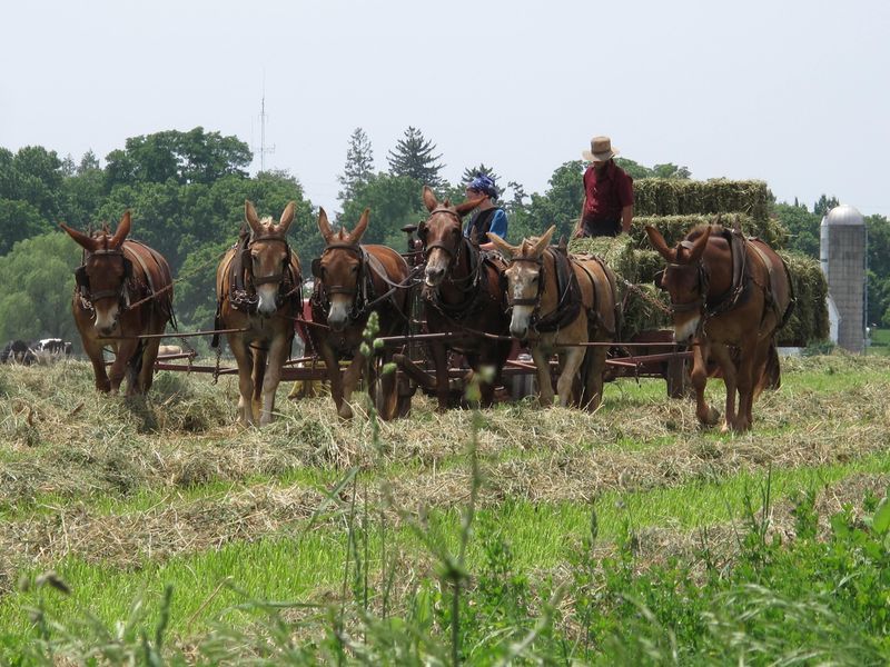 Private Lancaster County Amish Tour from Philadelphia - Key highlights at a glance